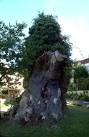 Queen Elizabeth's Oak - via Daymix