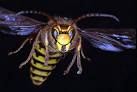 listen to the hornets here!