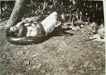 http://upload.wikimedia.org/wikipedia/en/a/ab/Jacare_anaconda4.jpg