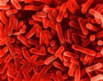 legionella.jpg