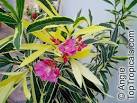 <b>Nerium</b> oleander, Oleander - TopTropicals.
