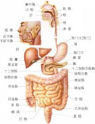 人體內臟解剖圖