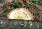 Florida Nature: Unidentified Basidiomycota (club fungi: mushrooms ...