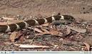 Common Kingsnake (