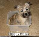 Funny Dog Pictures - stupid