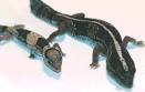 Fat-tailed geckos
