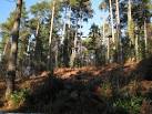 Treetop obstacle course - via Daymix