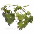 Cilantro