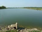 Large irrigation pond near Car Dyke on Methringham Fen - via Daymix
