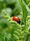 to find the odd ladybird - via Daymix