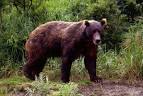 File:Brown-bear-in-spring.jpg - Wikipedia, the free encyclopedia