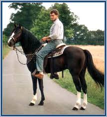 Lad\u0026#39;s Black Buster with western saddle and bosal, rider Stephan Vierhaus - location: Gangferde-Vierhaus, Borken, Germany - year 1991 - no shoes again! - BusterStephan