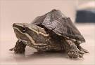 cummah: Common Musk Turtle - Sternotherus odoratus