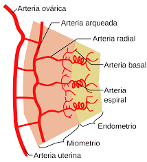 Image result for "Endometrio"