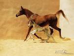 Horse Wallpaper - Horses Wallpaper (1899080) - Fanpop fanclubs