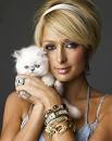 Paris Hilton's Show Cancelled   Yes Believe It or Not Paris Had A Show Image