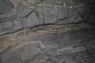 Goodluck Mine - Mineral Vein - via Daymix