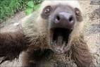 A large two-toed sloth lunges