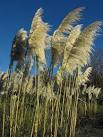 A circular garden planted with rosemary and pampas makes an attractive spot, - via Daymix