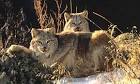 Canada Lynx - Lynx canadensis - NatureWorks