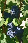 File:Cabernet Franc Weinsberg 20060909.jpg - Wikipedia, the free ...
