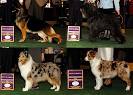 2008 Westminster Winners: Herding Group