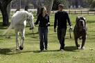 world largest dog