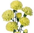http://www.wholeblossoms.com/images/Green-Mini-carnations.jpg