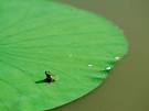 Life in Color: Green, Green Photos -- National Geographic