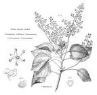 <b>Urticaceae</b> Juss.