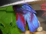 Файл:Betta splendens with bubble nest.jpg — Википедия