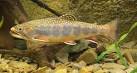 Brook Trout
