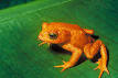 Herpetology - Wikipedia, the free encyclopedia