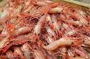 Prawns - Photo &amp; Travel Idea New Zealand