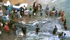 the sardine run south africa