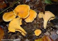 Image result for Cantharellus subcarneus