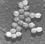 The Big Picture Book of Viruses - Adenoviruses