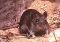 <b>Hantavirus</b> Pulmonary Syndrome
