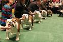 Westminster Dog Show