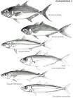 Revista de Biología Tropical - Carangidae - jureles, pómpanos ...