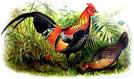 File:Gallus gallus ok.jpg - Wikimedia Commons