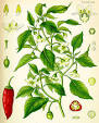 Jalapeño - Wikipedia, the free encyclopedia