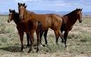 Cerbat Mustang Horse
