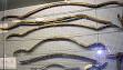 Cable-backed bow - Wikipedia, the free encyclopedia