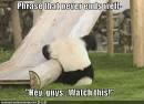 Phrase that never ends well    Lolcats   Funny Pictures of Cats