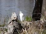 Mississippi river royalty - via Daymix