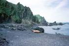 Alone walrus on beach laying - via Daymix