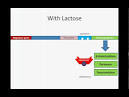 The Lac Operon 