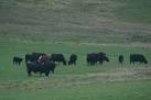 prices fall. Only a few of the larger farms or crofts have beef cattle, - via Daymix