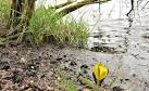 American skunk cabbage, Northern Ireland. The American skunk cabbage is - via Daymix